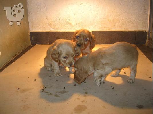 PoulaTo: Kαλή τιμή!!!.Πουλάω όμορφα κουτάβια ράτσα ENGLISH KOKER SPANIEL- Αγγλικός Κόκερ Σπάνιελ -250 euro